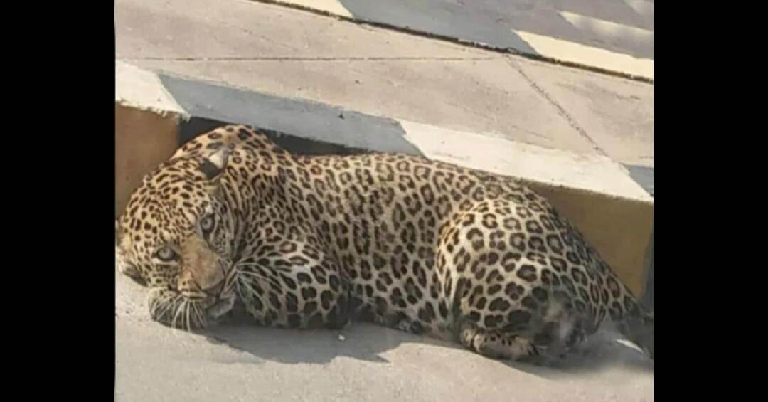 Leopard Spotted In Bengaluru